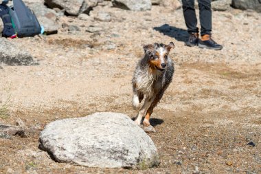 Mavi merle Avustralyalı çoban köpeği İtalya 'nın Piedmont kentindeki Ceresole Reale gölünün kıyısında koşar.