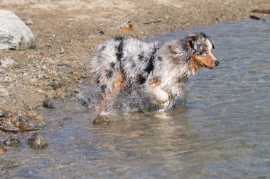 Mavi merle Avustralyalı çoban köpeği İtalya 'nın Piedmont kentindeki Ceresole Reale gölünün kıyısında koşar.