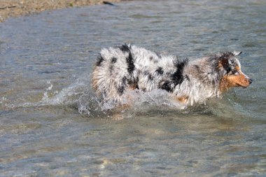 Mavi merle Avustralyalı çoban köpeği İtalya 'nın Piedmont kentindeki Ceresole Reale gölünün kıyısında koşar.