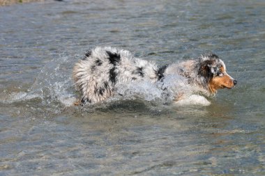 Mavi merle Avustralyalı çoban köpeği İtalya 'nın Piedmont kentindeki Ceresole Reale gölünün kıyısında koşar.