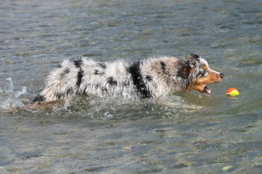 Mavi merle Avustralyalı çoban köpeği İtalya 'nın Piedmont kentindeki Ceresole Reale gölünün kıyısında koşar.
