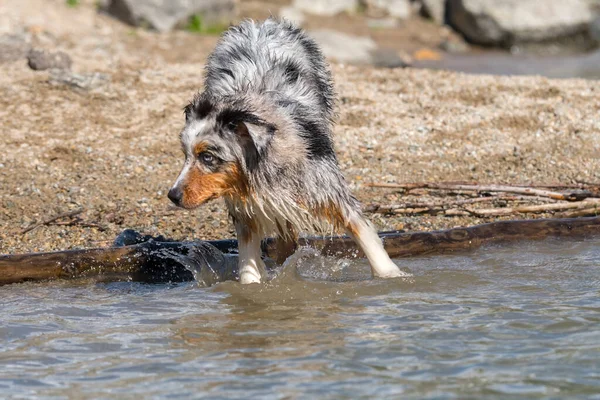 Mavi merle Avustralyalı çoban köpeği İtalya 'nın Piedmont kentindeki Ceresole Reale gölünün kıyısında koşar.