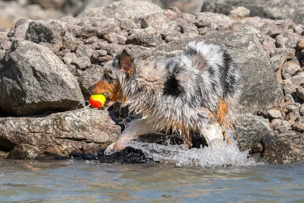 Mavi Merle Avustralyalı Çoban Köpeği Talya Nın Piedmont Kentindeki Ceresole — Stok fotoğraf