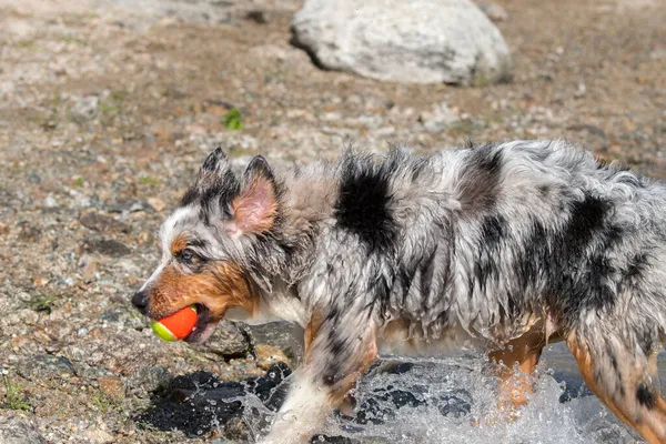 Blue Merle Anjing Gembala Australia Berjalan Pantai Danau Ceresole Reale — Stok Foto