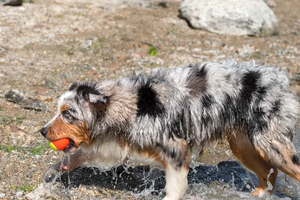 Blue Merle Australian Shepherd Puppy Dog Runs Shore Ceresole Reale — Stock Photo, Image