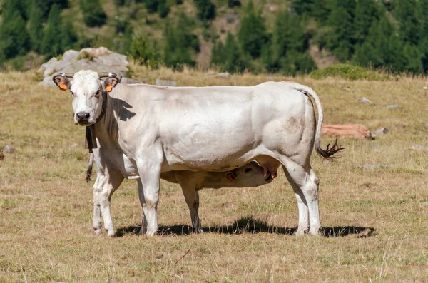Bezerros Sugando Leite Vaca Nas Pastagens Piemonte Itália — Fotografia de Stock
