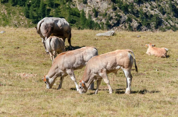 Bezerros Sugando Leite Vaca Nas Pastagens Piemonte Itália — Fotografia de Stock