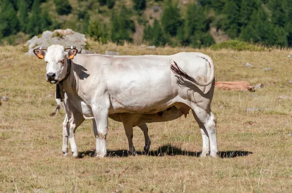 意大利皮德蒙特牧场的奶牛正在吸奶 — 图库照片