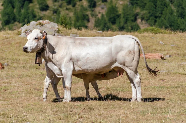 Kalvar Som Suger Mjölken Från Kon Betesmarkerna Piemonte Italien — Stockfoto