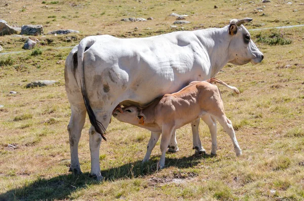 Bezerros Sugando Leite Vaca Nas Pastagens Piemonte Itália — Fotografia de Stock