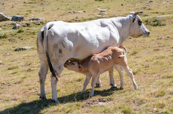 Terneros Chupando Leche Vaca Los Pastos Del Piamonte Italia —  Fotos de Stock