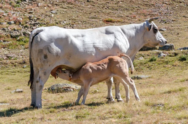 Terneros Chupando Leche Vaca Los Pastos Del Piamonte Italia — Foto de Stock