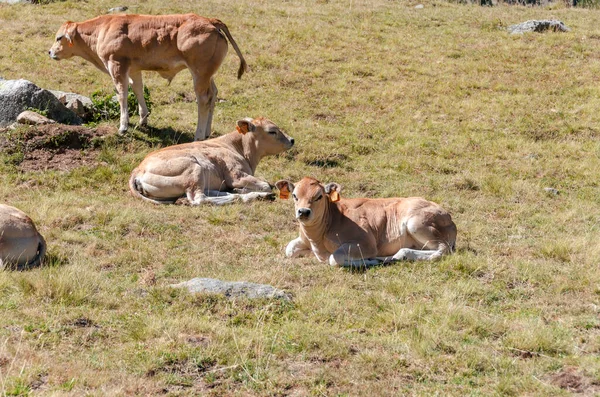 Talya Daki Piedmont Otlaklarında Ineğin Sütünü Emen Buzağılar — Stok fotoğraf