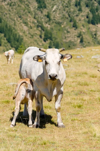 Terneros Chupando Leche Vaca Los Pastos Del Piamonte Italia —  Fotos de Stock