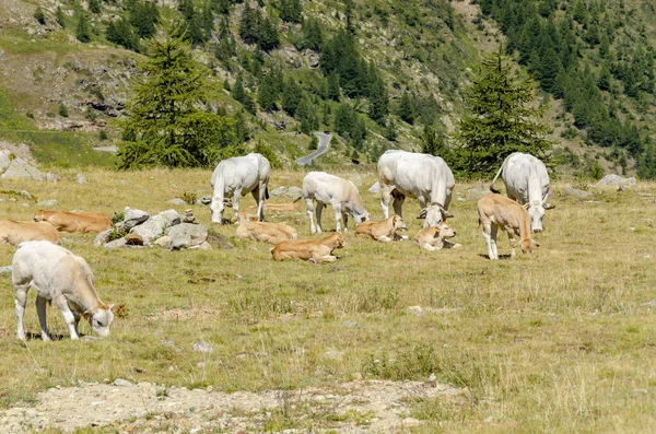 Kälber Saugen Die Milch Der Kuh Auf Den Weiden Piemont — Stockfoto