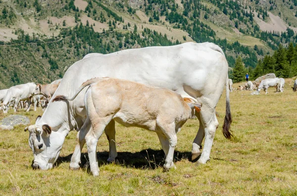 Bezerros Sugando Leite Vaca Nas Pastagens Piemonte Itália — Fotografia de Stock