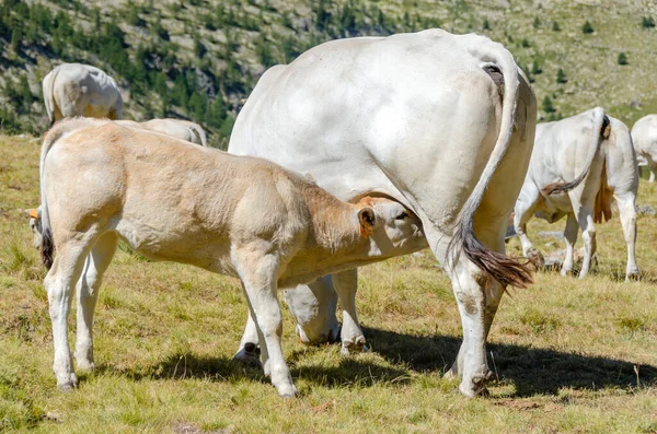 Bezerros Sugando Leite Vaca Nas Pastagens Piemonte Itália — Fotografia de Stock