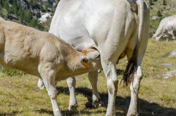 Телята Смокчуть Молоко Корови Ємонтських Пасовищах Італії — стокове фото