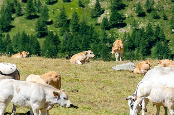 Bezerros Sugando Leite Vaca Nas Pastagens Piemonte Itália — Fotografia de Stock