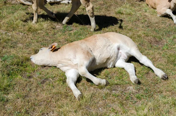 Calves Sucking Milk Cow Piedmont Pastures Italy — Stock Photo, Image