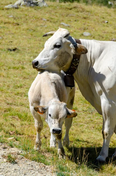Cielęta Wysysające Mleko Krowy Pastwiskach Piemont Włoszech — Zdjęcie stockowe
