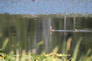 Wyoming 'deki Teton Ulusal Parkı' ndaki Kuğu Gölü Panoraması.