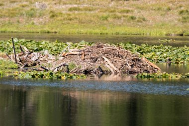 Wyoming 'deki Teton Ulusal Parkı' ndaki Kuğu Gölü 'ndeki kunduz ini.