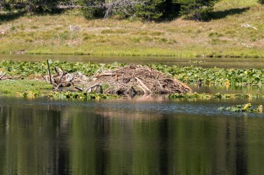 Wyoming 'deki Teton Ulusal Parkı' ndaki Kuğu Gölü 'ndeki kunduz ini.