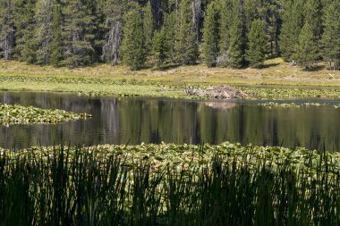 Wyoming 'deki Teton Ulusal Parkı' ndaki Kuğu Gölü 'ndeki kunduz ini.