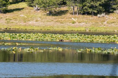 Wyoming 'deki Teton Ulusal Parkı' ndaki Kuğu Gölü 'ndeki kunduz ini.