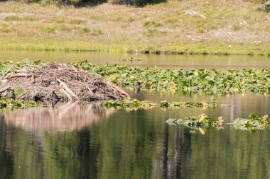 Wyoming 'deki Teton Ulusal Parkı' ndaki Kuğu Gölü 'ndeki kunduz ini.