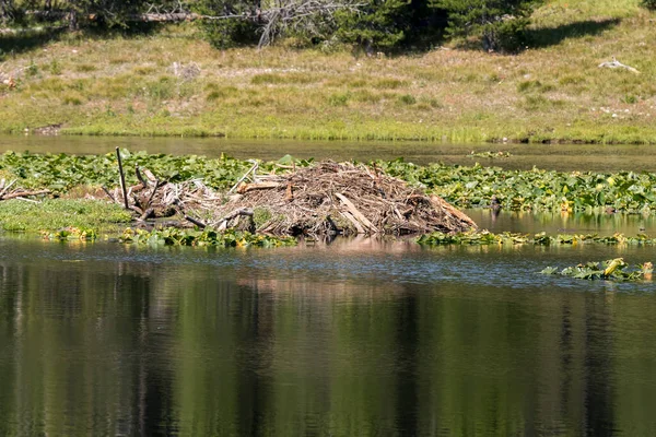 Beaver Den Swan Lake Teton National Park Wyoming — Stock Photo, Image