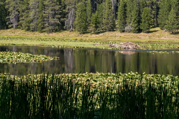 Covil Castor Lago Cisne Parque Nacional Teton Wyoming — Fotografia de Stock