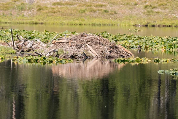Beaver Den Swan Lake Teton National Park Wyoming — Stock Photo, Image