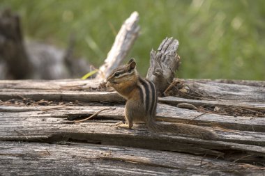 Wyoming 'deki Teton Ulusal Parkı' ndaki kuğu gölünün etrafındaki bir dalda sincap var.