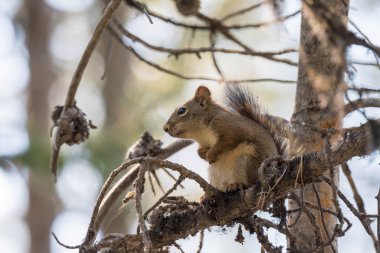 Wyoming 'deki Teton Ulusal Parkı' ndaki kuğu gölünün etrafındaki bir dalda sincap var.