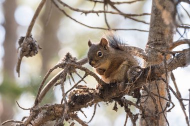 Wyoming 'deki Teton Ulusal Parkı' ndaki kuğu gölünün etrafındaki bir dalda sincap var.