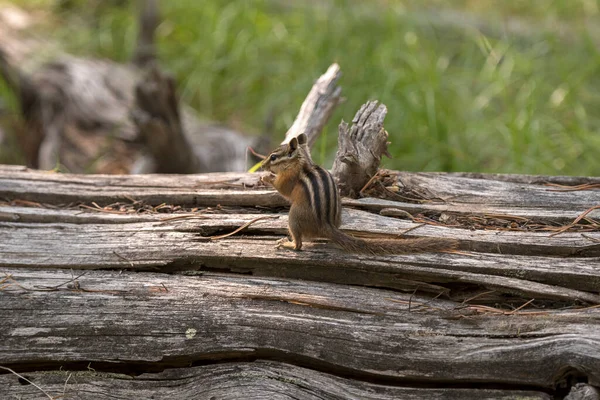 Ardilla Una Rama Alrededor Del Lago Cisne Parque Nacional Teton — Foto de Stock