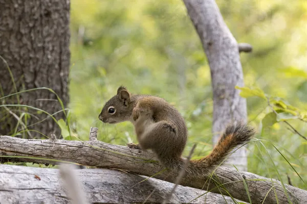 Eichhörnchen Auf Einem Ast Rund Den Schwanensee Tetton Nationalpark Wyoming — Stockfoto