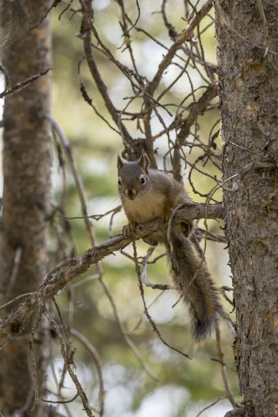 Eichhörnchen Auf Einem Ast Rund Den Schwanensee Tetton Nationalpark Wyoming — Stockfoto