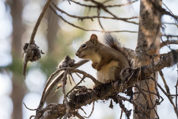 Eichhörnchen Auf Einem Ast Rund Den Schwanensee Tetton Nationalpark Wyoming — Stockfoto