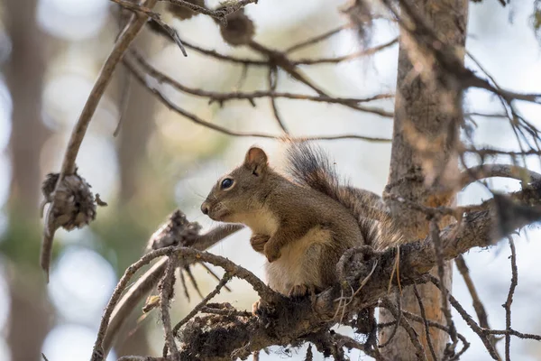 Ekorre Gren Runt Svansjön Teton Nationalpark Wyoming — Stockfoto