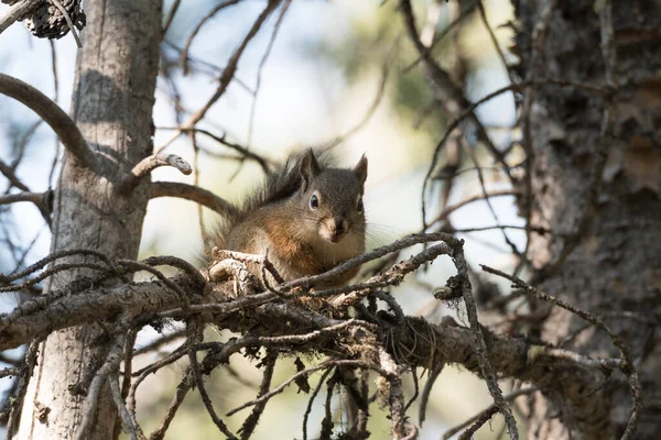 Eichhörnchen Auf Einem Ast Rund Den Schwanensee Tetton Nationalpark Wyoming — Stockfoto