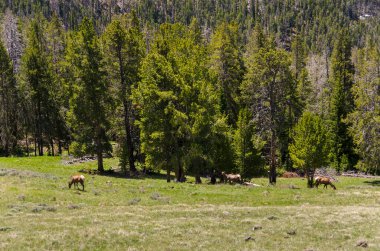 Ağaçlar, nehir, gayzer ve sıcak kaynak Wyoming 'deki Yellowstone Ulusal Parkı' ndaki eski sadık havzada.