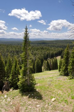 Ağaçlar, nehir, gayzer ve sıcak kaynak Wyoming 'deki Yellowstone Ulusal Parkı' ndaki eski sadık havzada.