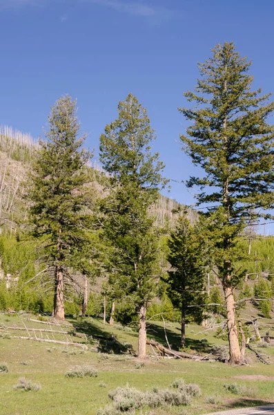 Stromy Řeka Gejzír Horký Pramen Staré Věrné Kotlině Yellowstonském Národním — Stock fotografie