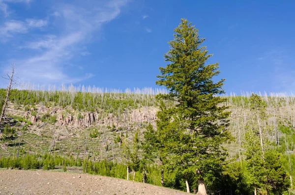 Bomen Rivier Geiser Warmwaterbron Het Oude Trouwe Bekken Het Yellowstone — Stockfoto