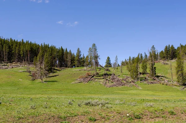 Ağaçlar Nehir Gayzer Sıcak Kaynak Wyoming Deki Yellowstone Ulusal Parkı — Stok fotoğraf