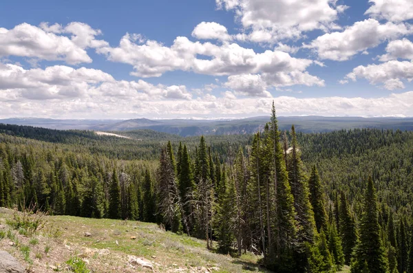 Ağaçlar Nehir Gayzer Sıcak Kaynak Wyoming Deki Yellowstone Ulusal Parkı — Stok fotoğraf