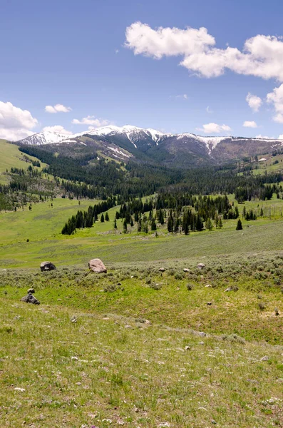 Ağaçlar Nehir Gayzer Sıcak Kaynak Wyoming Deki Yellowstone Ulusal Parkı — Stok fotoğraf